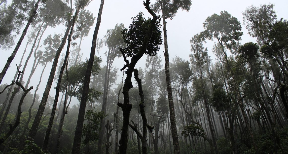 A forest which can be lost in the quest of economic development through mining