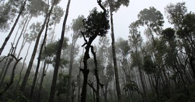 A forest which can be lost in the quest of economic development through mining