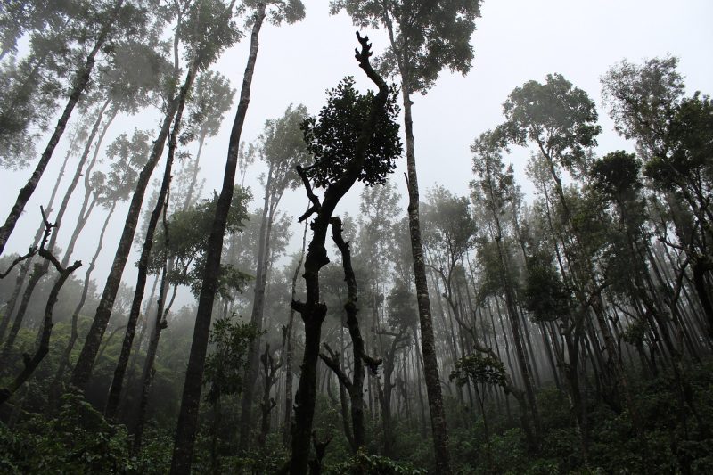 A forest which can be lost in the quest of economic development through mining