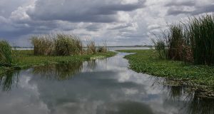 Water Pollution in Zimbabwe's Mining Regions Threatens Local Health