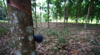 One Dead, Another Injured in Tree Collapse at Liberian Mining Site