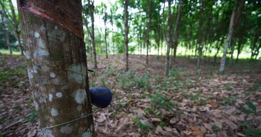 One Dead, Another Injured in Tree Collapse at Liberian Mining Site