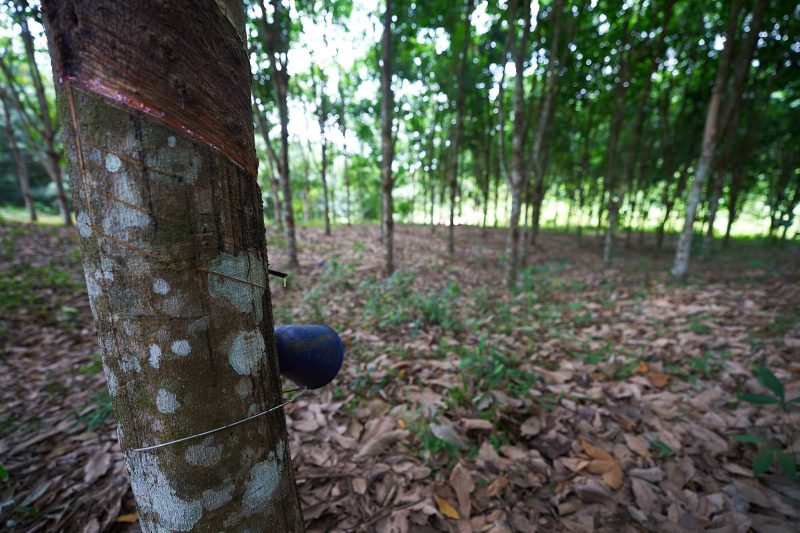 One Dead, Another Injured in Tree Collapse at Liberian Mining Site