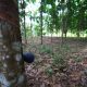 One Dead, Another Injured in Tree Collapse at Liberian Mining Site