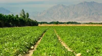 Up to 17% of Global Farmland Polluted with Toxic Metals, Affecting Over a Billion People – Study