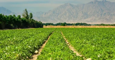 Up to 17% of Global Farmland Polluted with Toxic Metals, Affecting Over a Billion People – Study