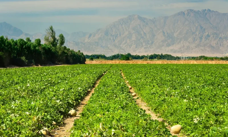 Up to 17% of Global Farmland Polluted with Toxic Metals, Affecting Over a Billion People – Study